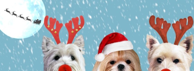 Pawed_Couture_Dogs_Christmas
